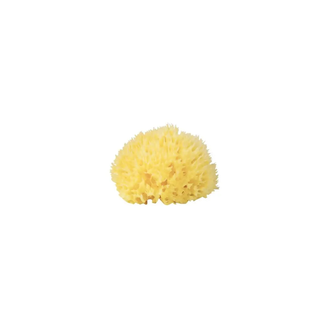 Babu - Burete natural de mare Honeycomb nr. 10