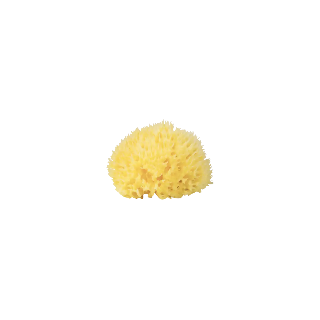 Babu - Burete natural de mare Honeycomb nr. 12