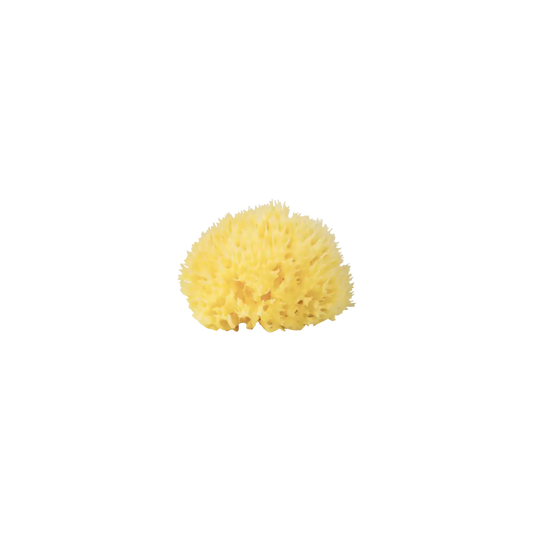 Babu - Burete natural de mare Honeycomb nr. 12